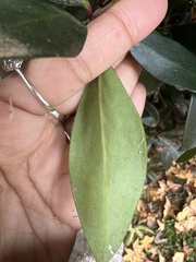 Ternstroemia