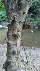 Ficus hispida