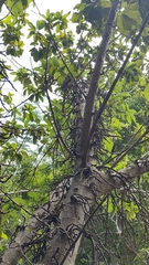 Ficus hispida