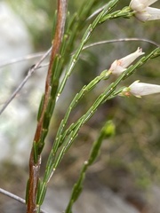 Erica lutea