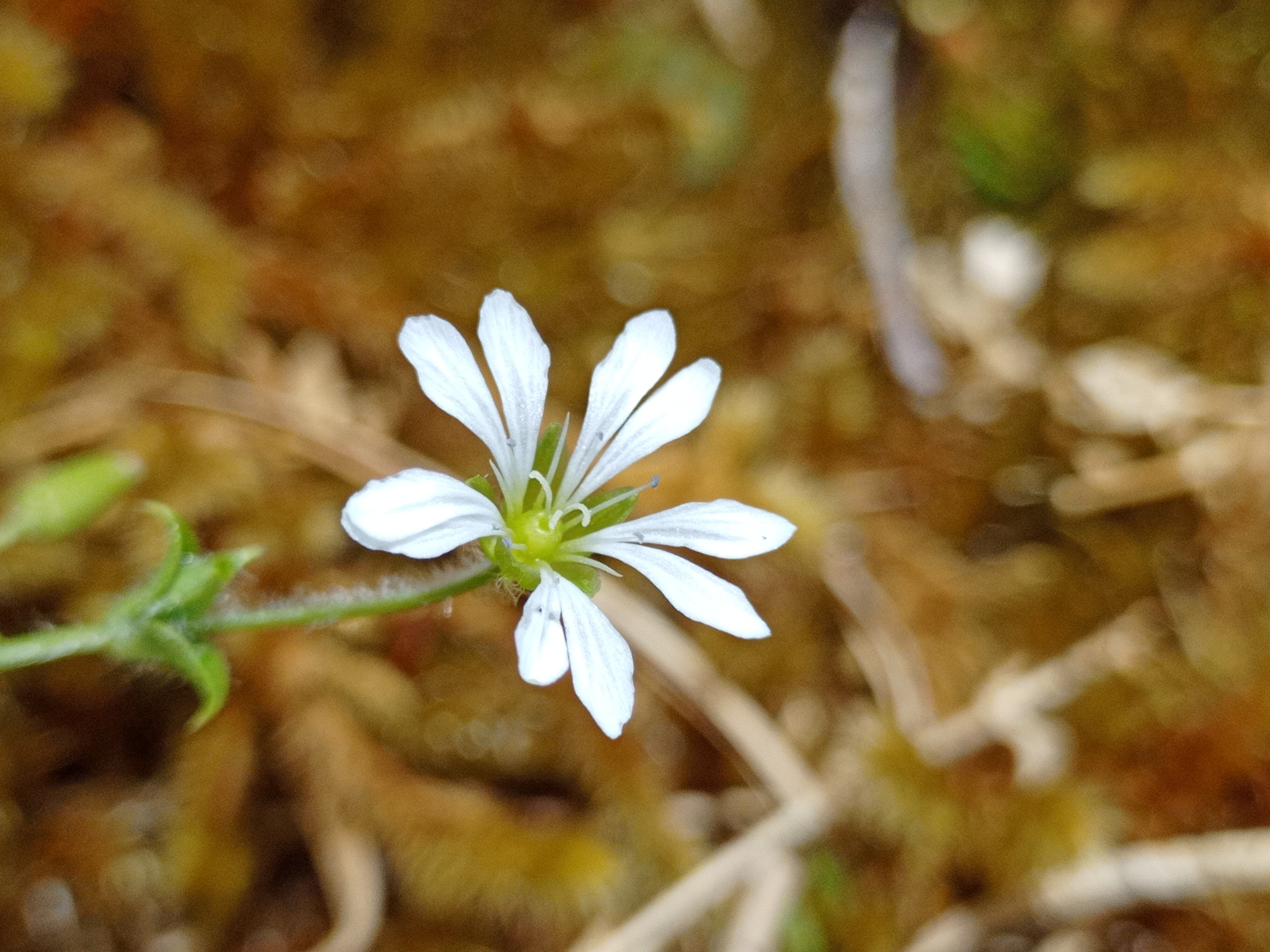 Stellaria recurvata image