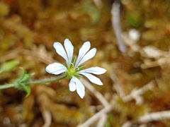 Stellaria serpyllifolia