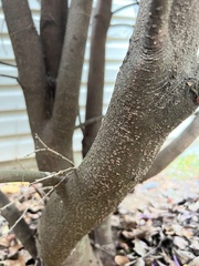 Ternstroemia
