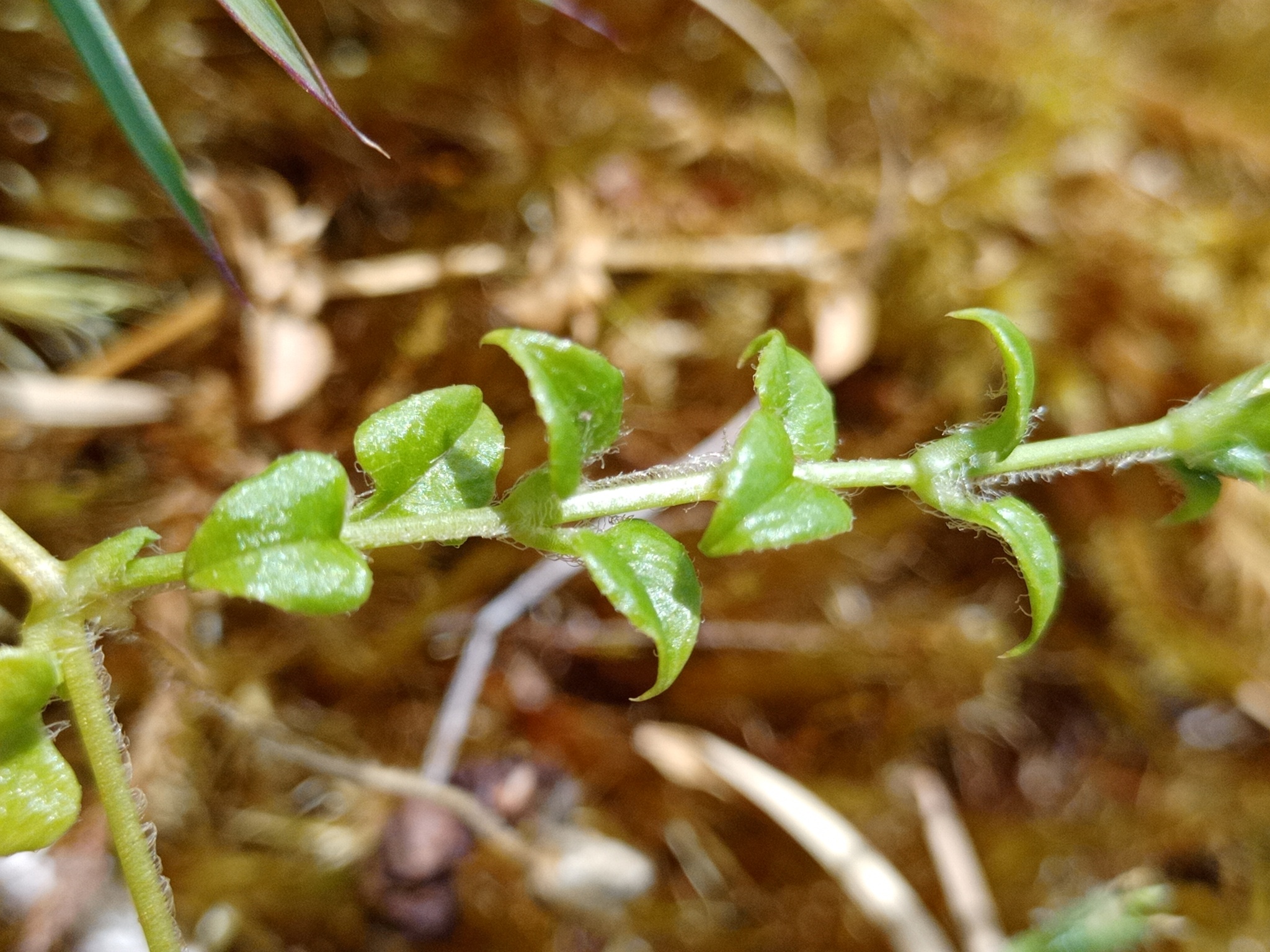 Stellaria recurvata image