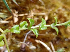 Stellaria serpyllifolia