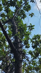 Ficus hispida