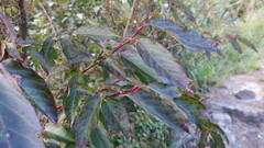 Lyonia ovalifolia