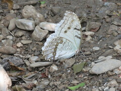 Morpho polyphemus polyphemus