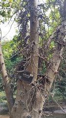 Ficus hispida