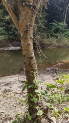 Ficus hispida