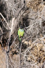 Aratinga nenday