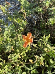 Oenothera drummondii