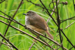 Prinia subflava