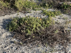 Oenothera drummondii