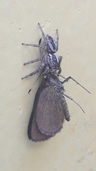 Leptofreya ambigua