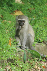 Chlorocebus pygerythrus pygerythrus