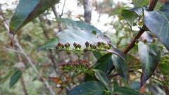 Lyonia ovalifolia