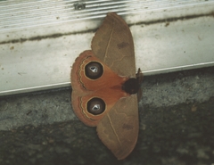 Automeris rubrescens