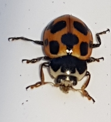 Ceratomegilla notata