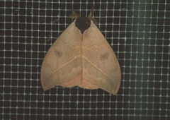 Automeris rubrescens