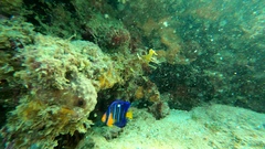 Holacanthus bermudensis