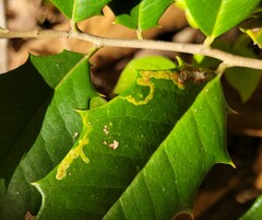 Phytomyza ilicicola
