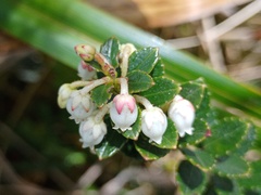 Gaultheria