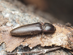 Hemicrepidius nemnonius