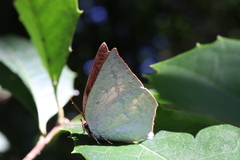 Curetis acuta paracuta