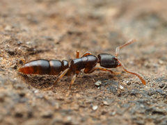 Ponera pennsylvanica