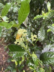Psychotria