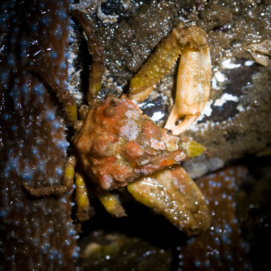 Sharpnose Crab