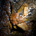 Sharpnose Crab - Photo (c) Ken-ichi Ueda, some rights reserved (CC BY-NC-SA)