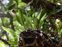 Microgramma mortoniana