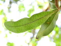 Microgramma mortoniana