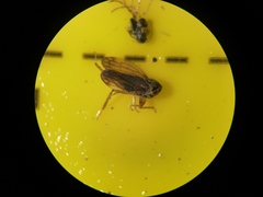 Macropsis