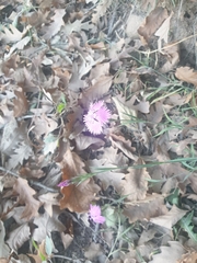 Dianthus seguieri