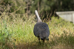 Cereopsis novaehollandiae