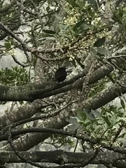 Chalcomitra amethystina