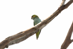 Parvipsitta porphyrocephala