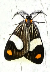 Nebulosa erymas