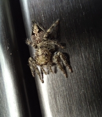 Anarrhotus fossulatus