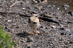 Elseyornis melanops