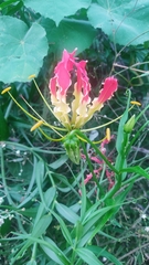 Gloriosa superba