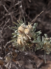 Rhopalomyia obovata