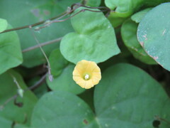 Ipomoea minutiflora