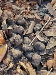 Odocoileus virginianus