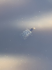 Trachemys scripta elegans