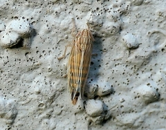 Mocydia crocea