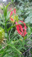Gloriosa superba